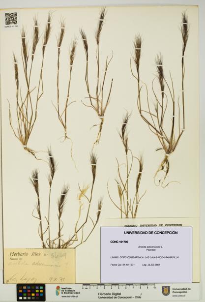Aristida adscensionis [Espécimen: UDEC:CONC:0101700]