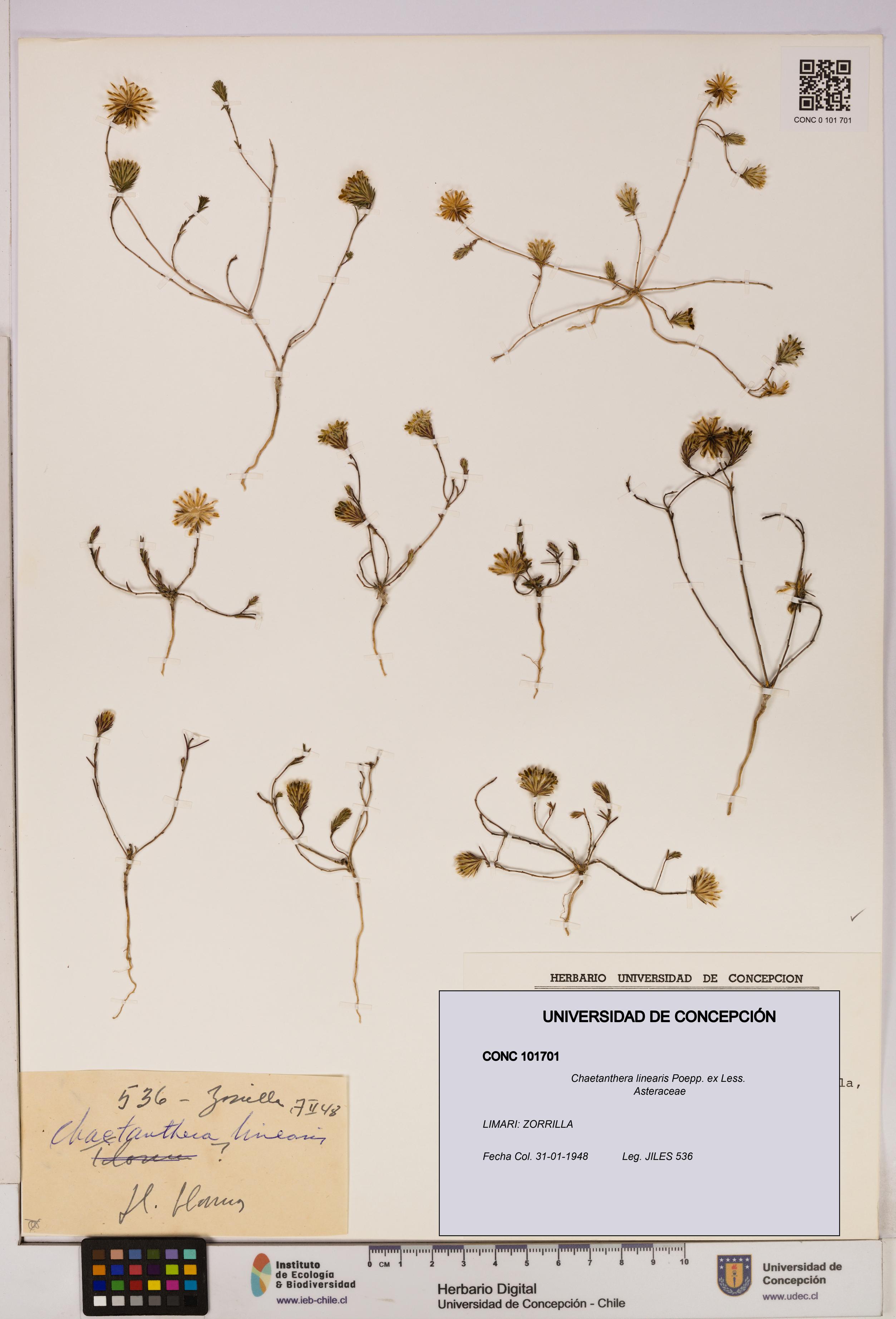 Chaetanthera linearis [Espécimen: UDEC:CONC:0101701]