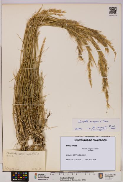 Nassella pungens [Espécimen: UDEC:CONC:0101702]