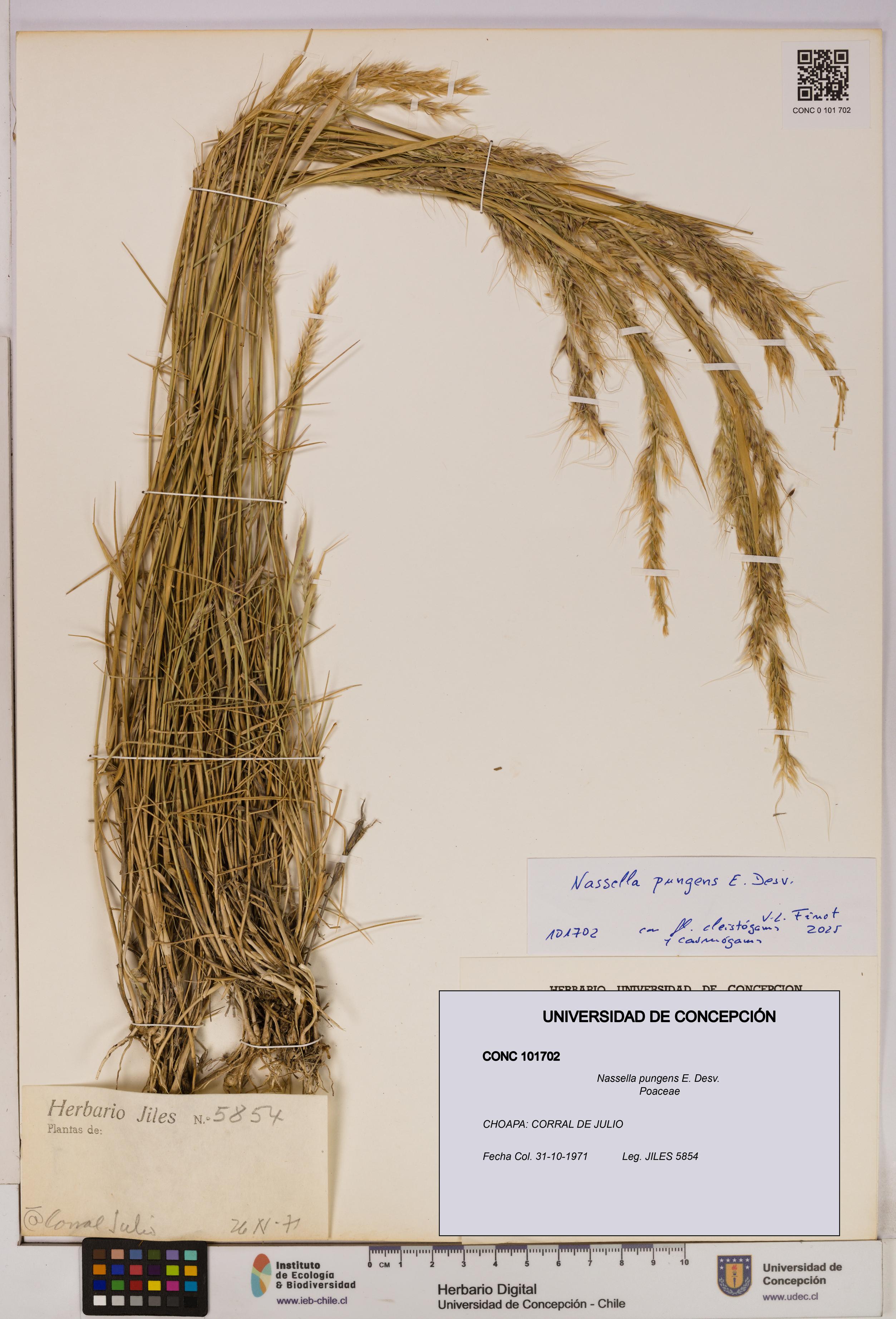 Nassella pungens [Espécimen: UDEC:CONC:0101702]