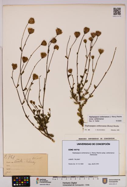 Haplopappus cerberoanus subsp. cerberoanus [Espécimen: UDEC:CONC:0101712]