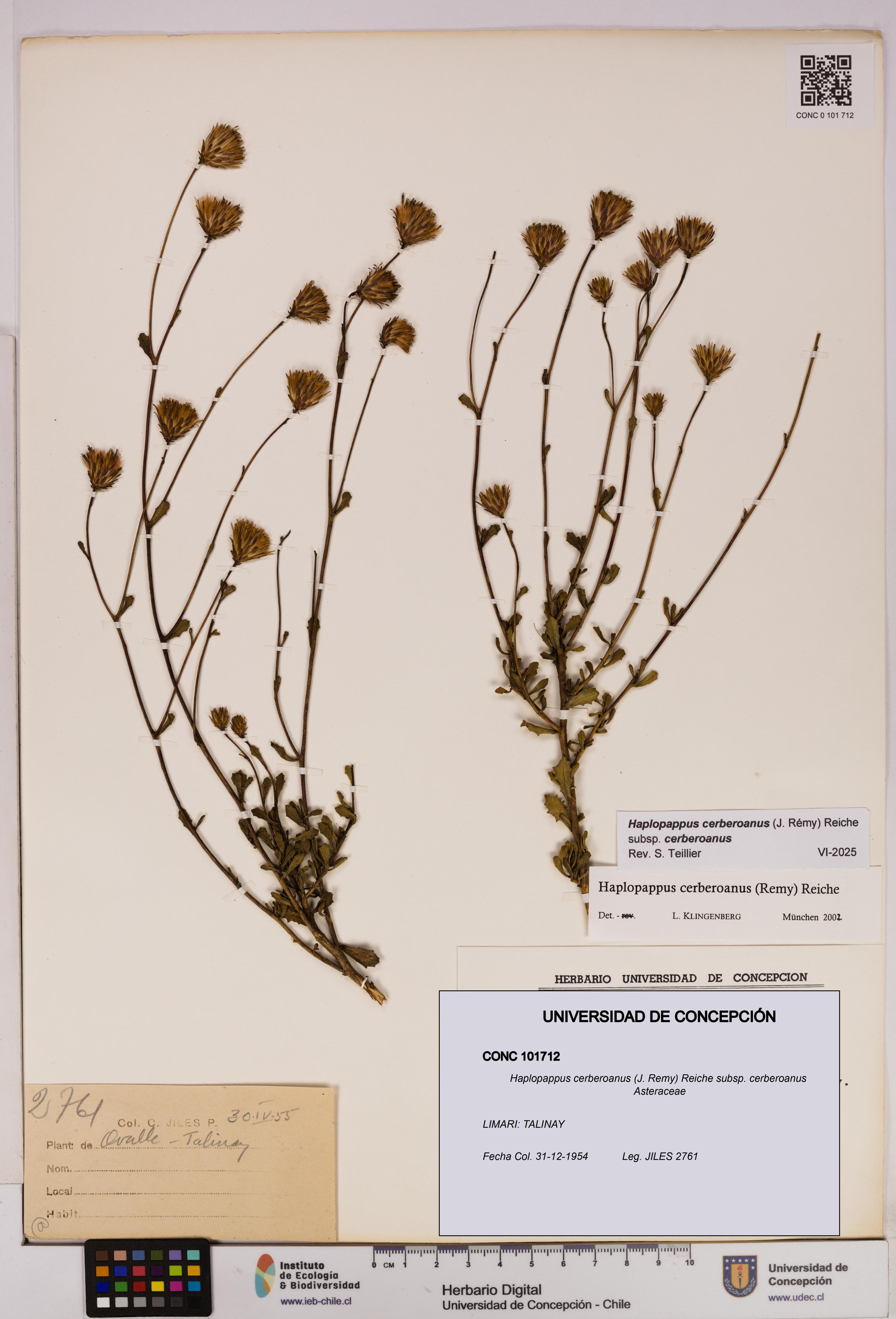 Haplopappus cerberoanus subsp. cerberoanus [Espécimen: UDEC:CONC:0101712]