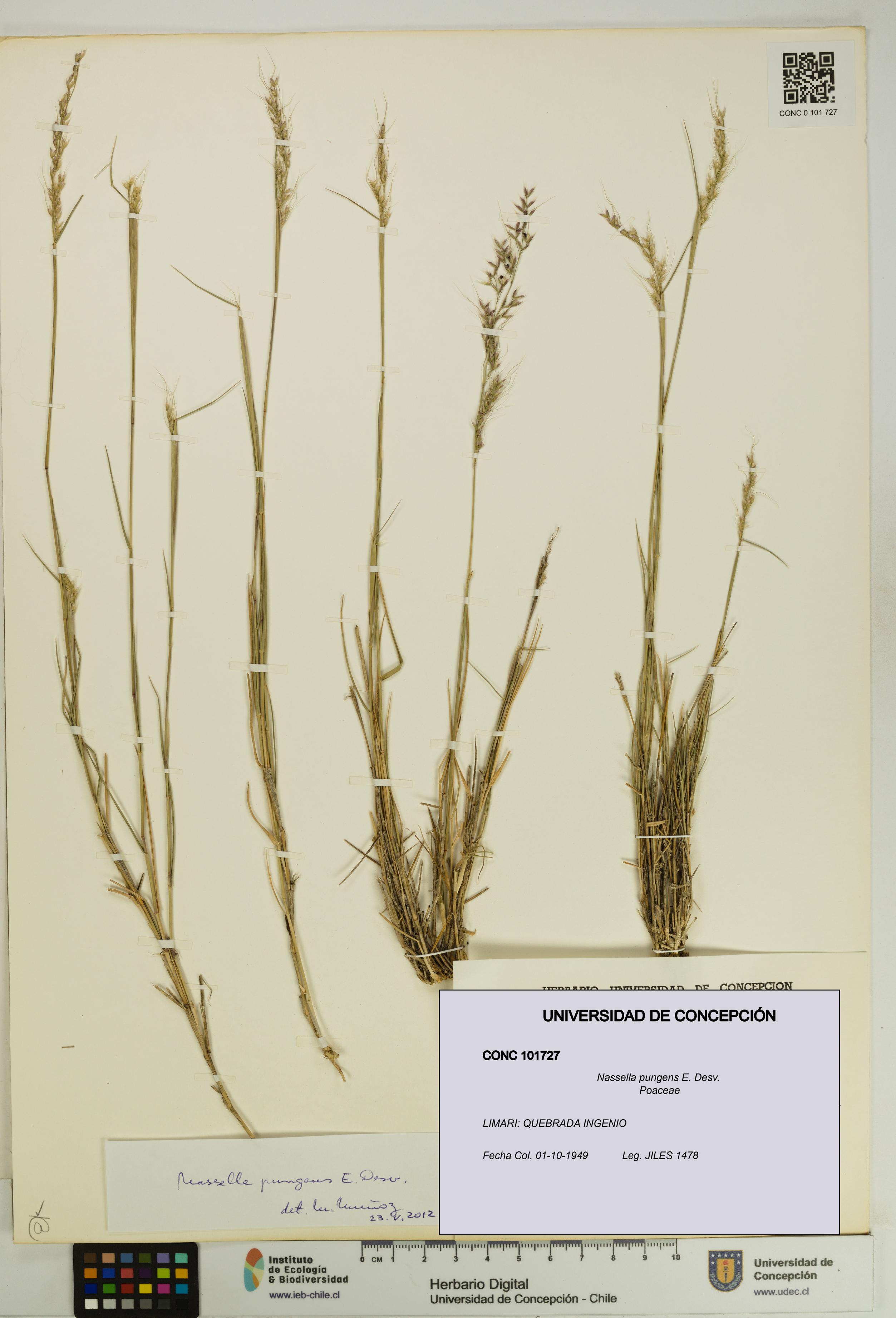 Nassella pungens [Espécimen: UDEC:CONC:0101727]