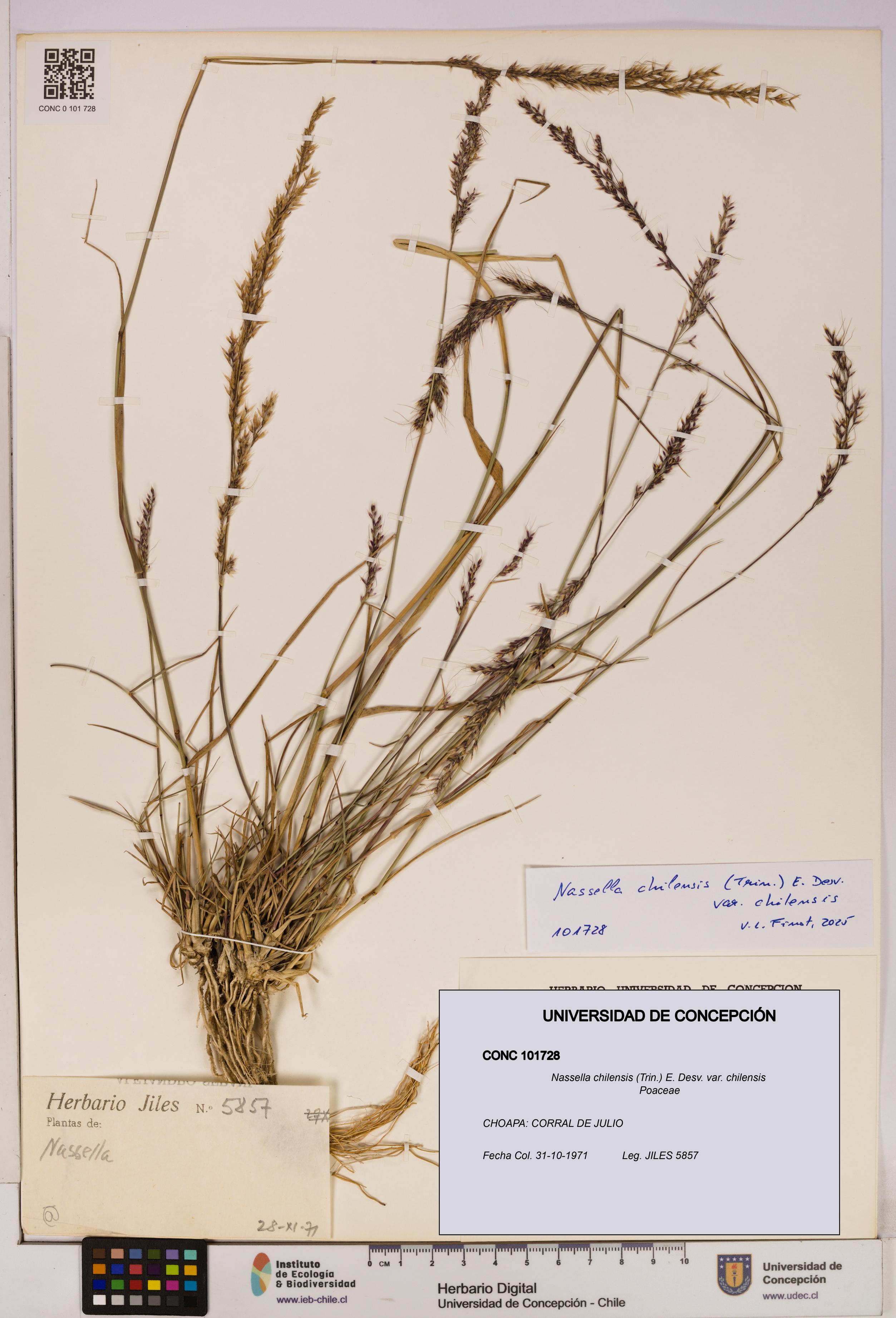 Nassella chilensis [Espécimen: UDEC:CONC:0101728]
