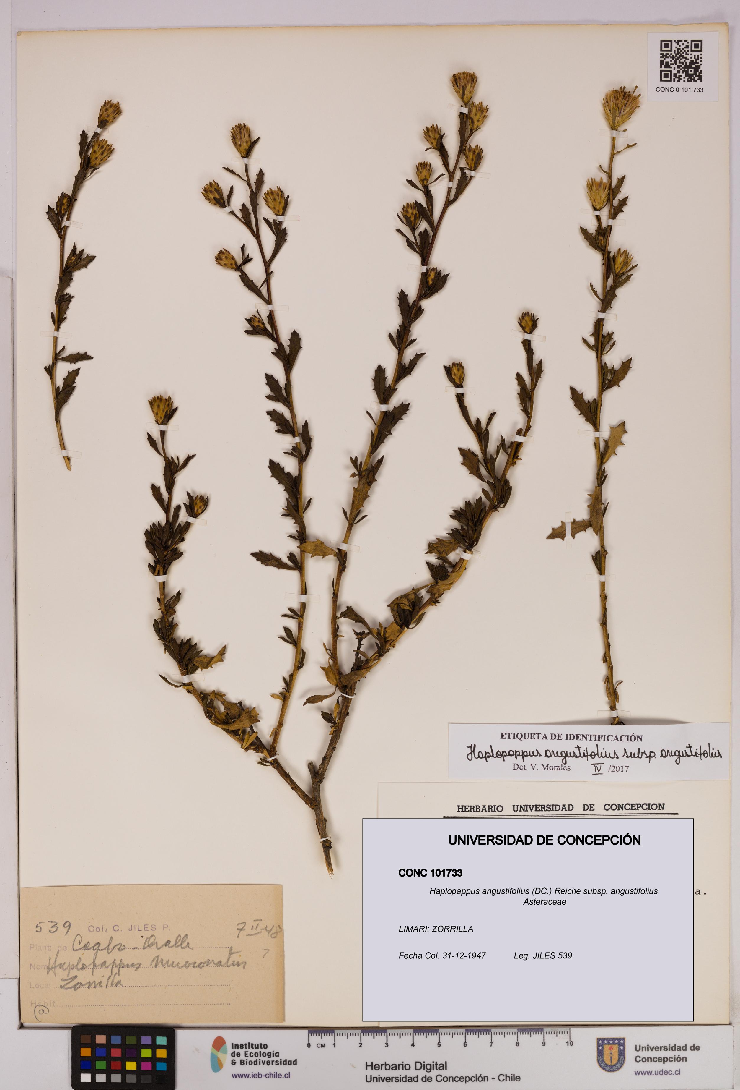 Haplopappus angustifolius subsp. angustifolius [Espécimen: UDEC:CONC:0101733]
