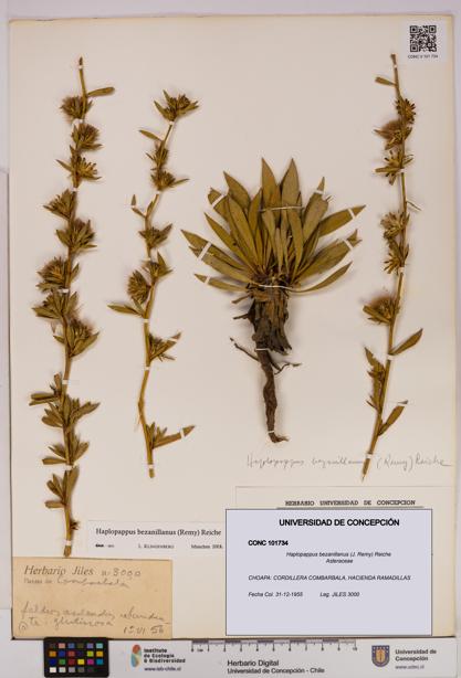 Haplopappus bezanillanus [Espécimen: UDEC:CONC:0101734]
