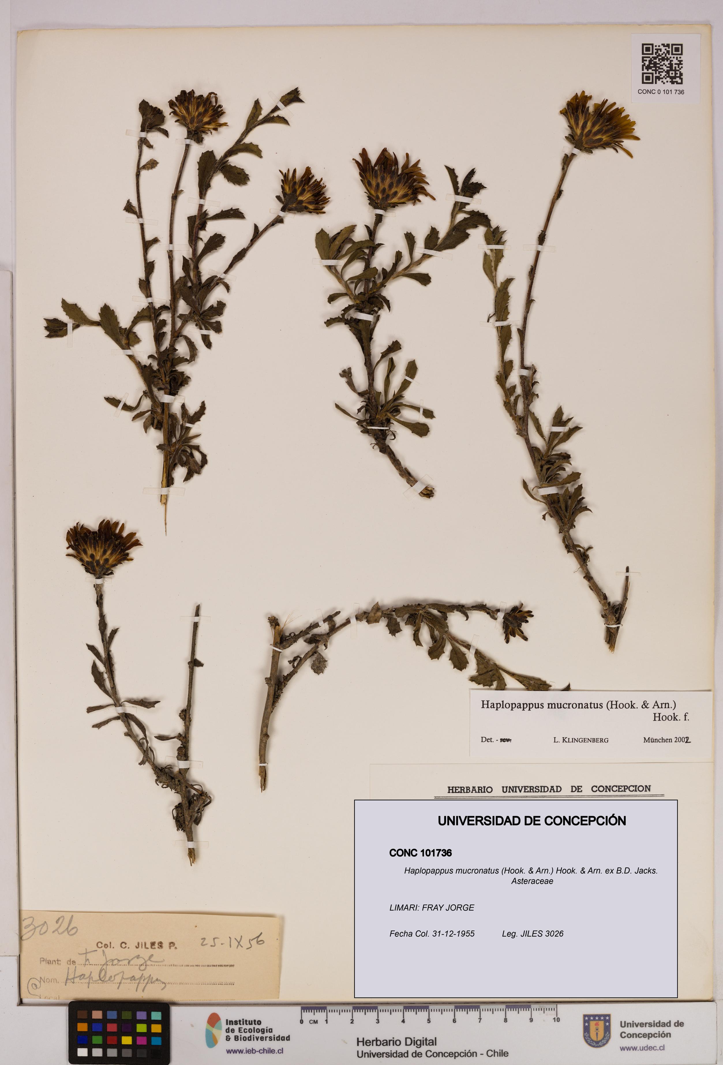 Haplopappus mucronatus [Espécimen: UDEC:CONC:0101736]