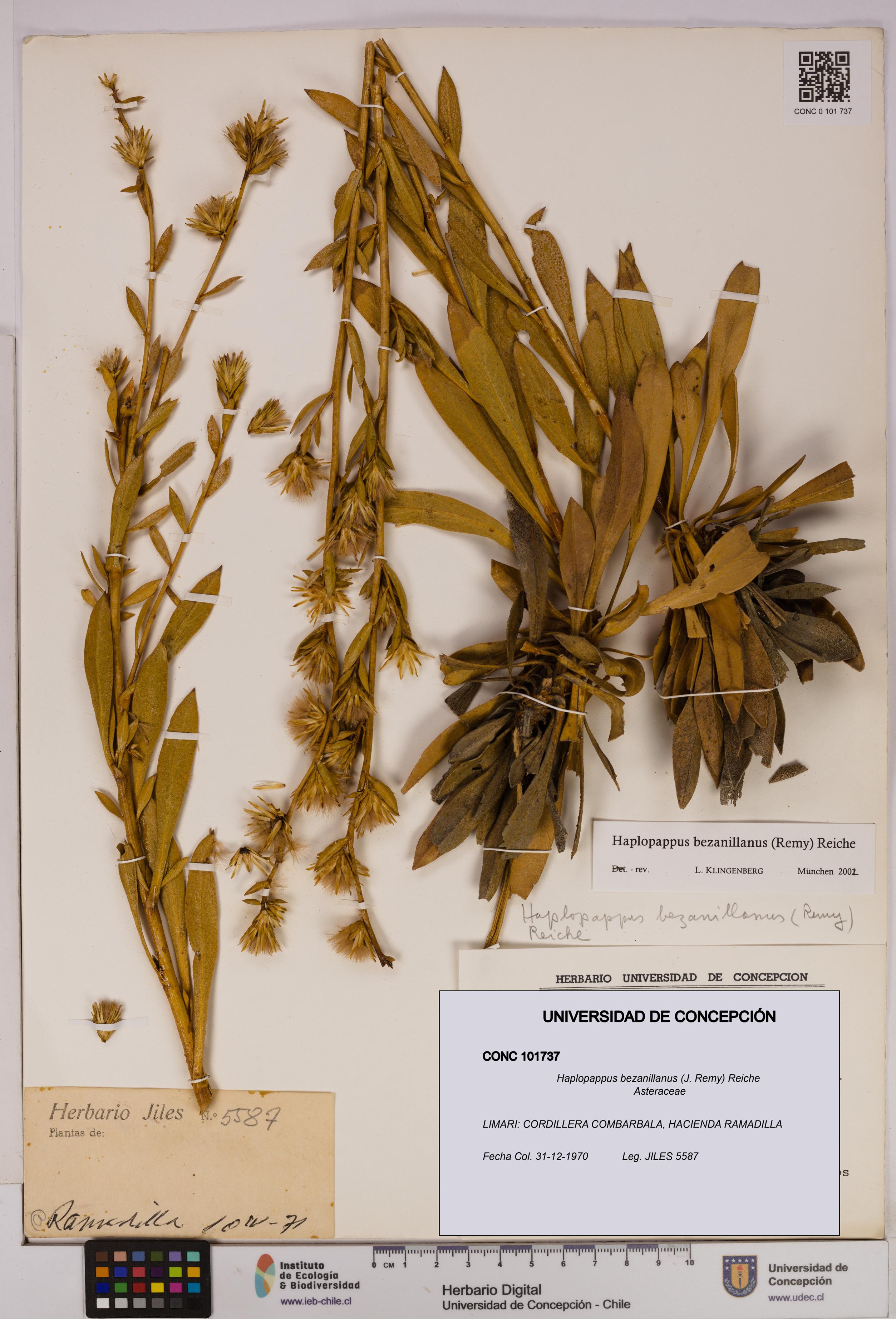 Haplopappus bezanillanus [Espécimen: UDEC:CONC:0101737]