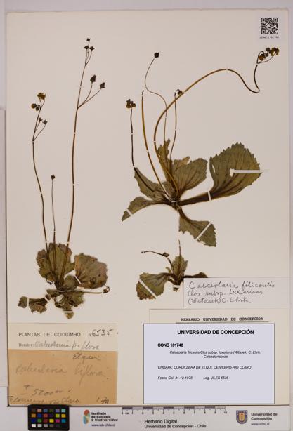 Calceolaria filicaulis [Espécimen: UDEC:CONC:0101740]