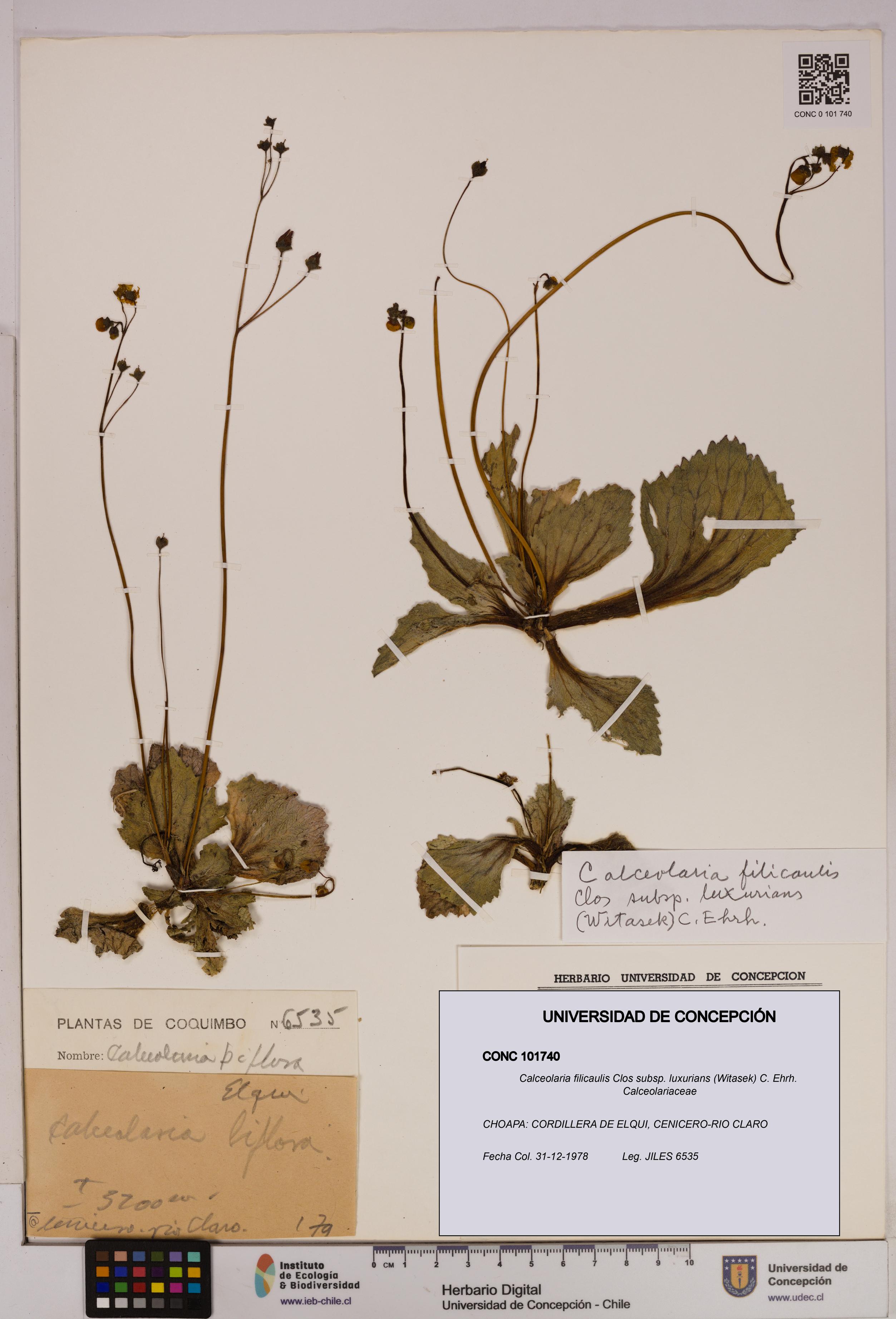 Calceolaria filicaulis [Espécimen: UDEC:CONC:0101740]