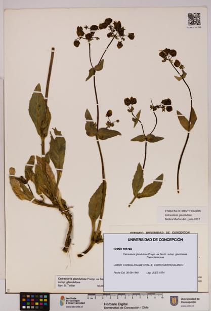Calceolaria glandulosa [Espécimen: UDEC:CONC:0101745]