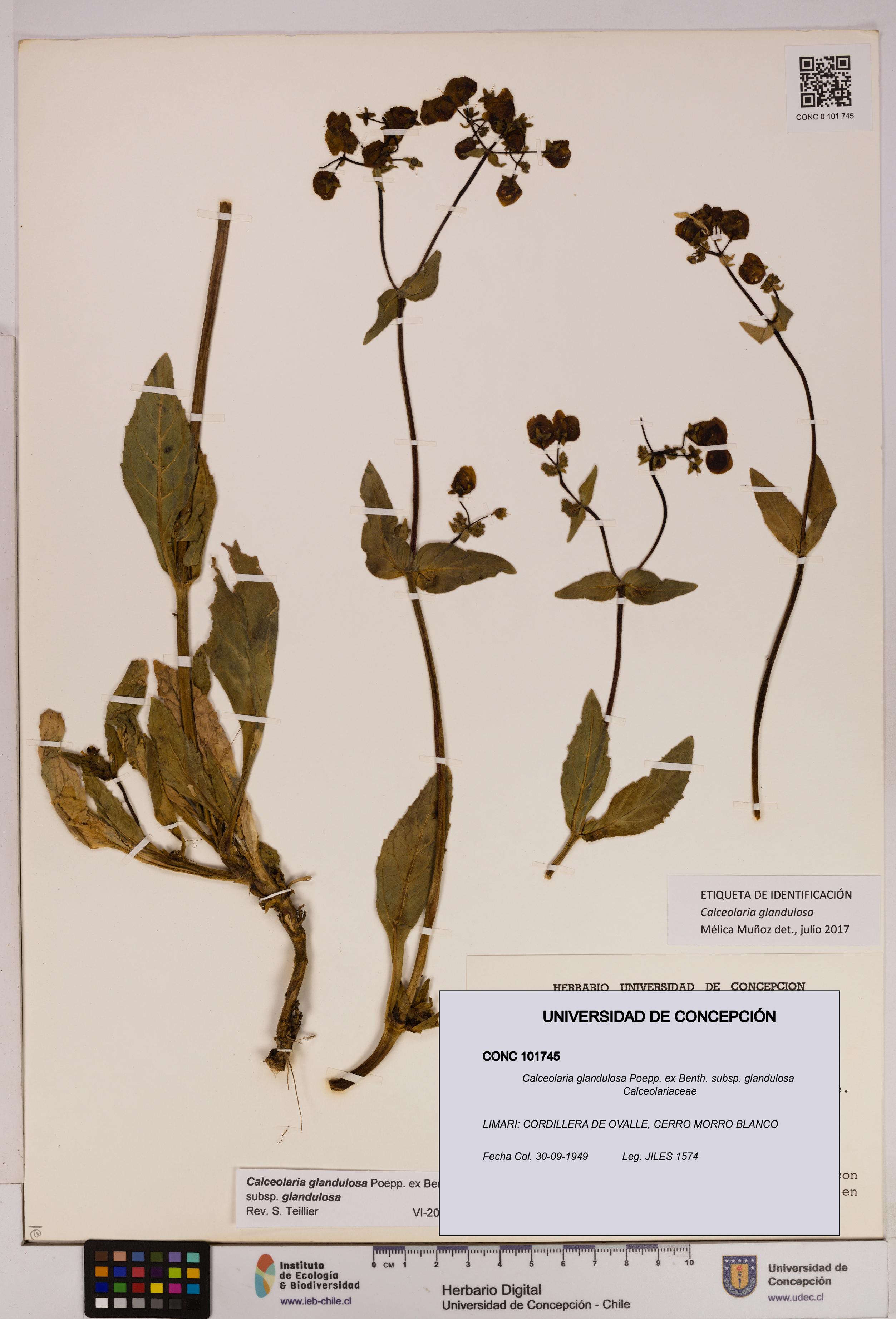 Calceolaria glandulosa [Espécimen: UDEC:CONC:0101745]