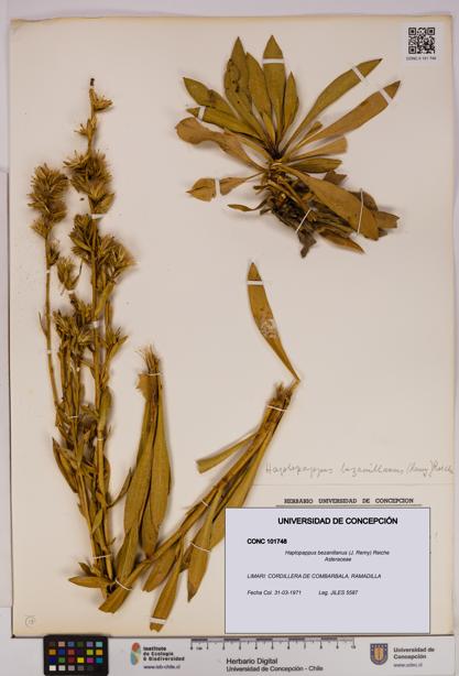 Haplopappus bezanillanus [Espécimen: UDEC:CONC:0101748]
