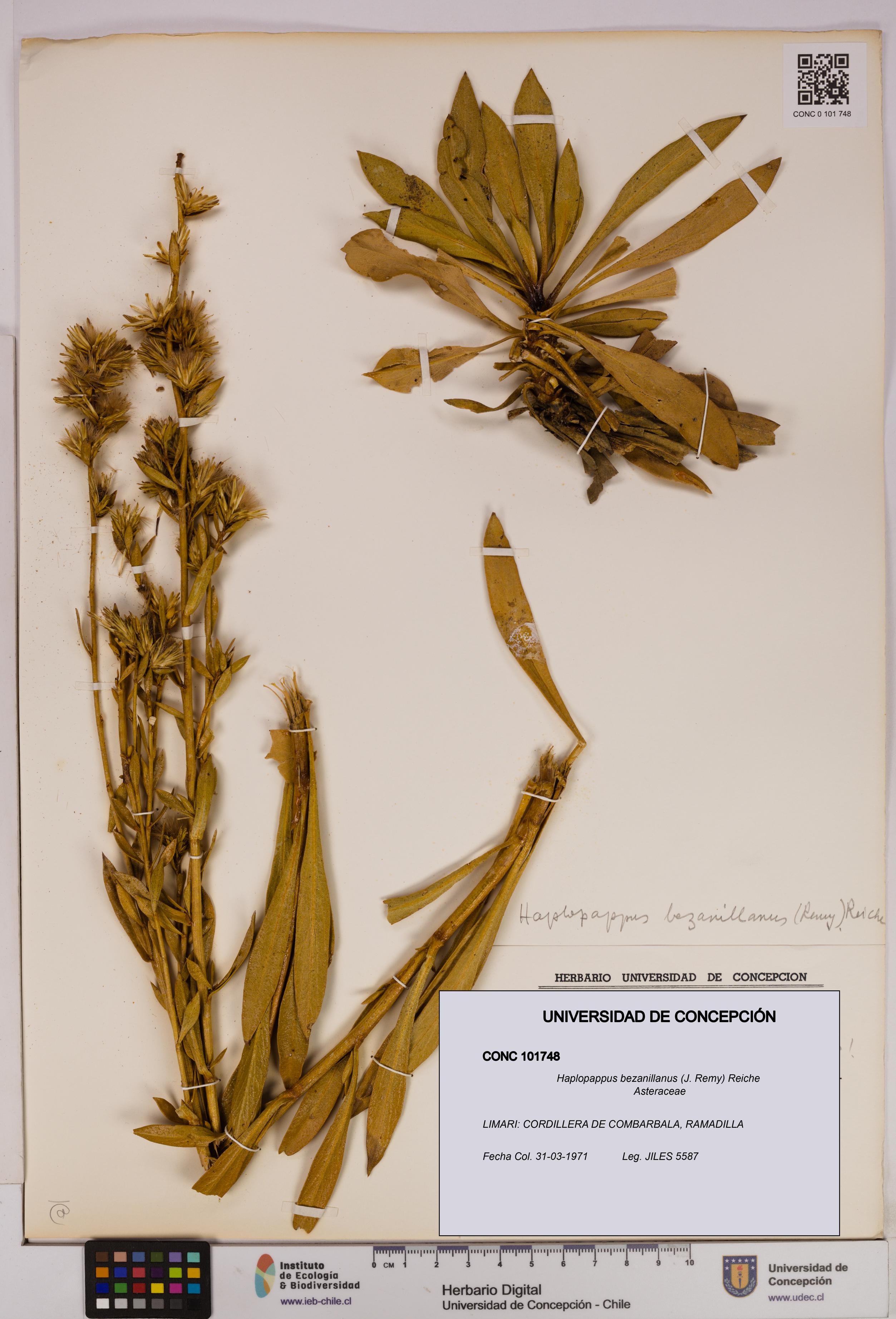 Haplopappus bezanillanus [Espécimen: UDEC:CONC:0101748]
