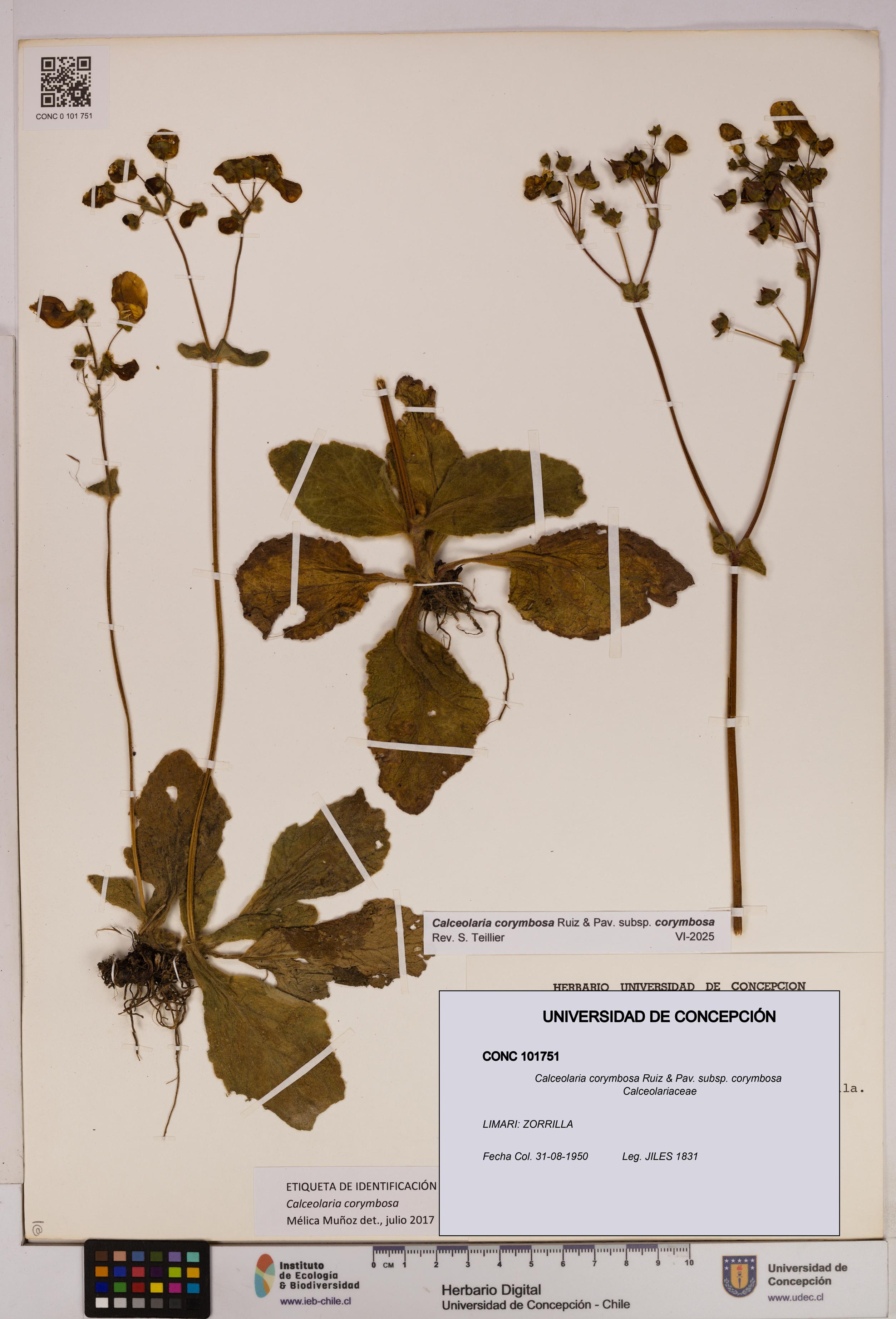 Calceolaria corymbosa [Espécimen: UDEC:CONC:0101751]