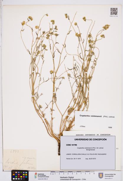 Cryptantha volckmannii [Espécimen: ]