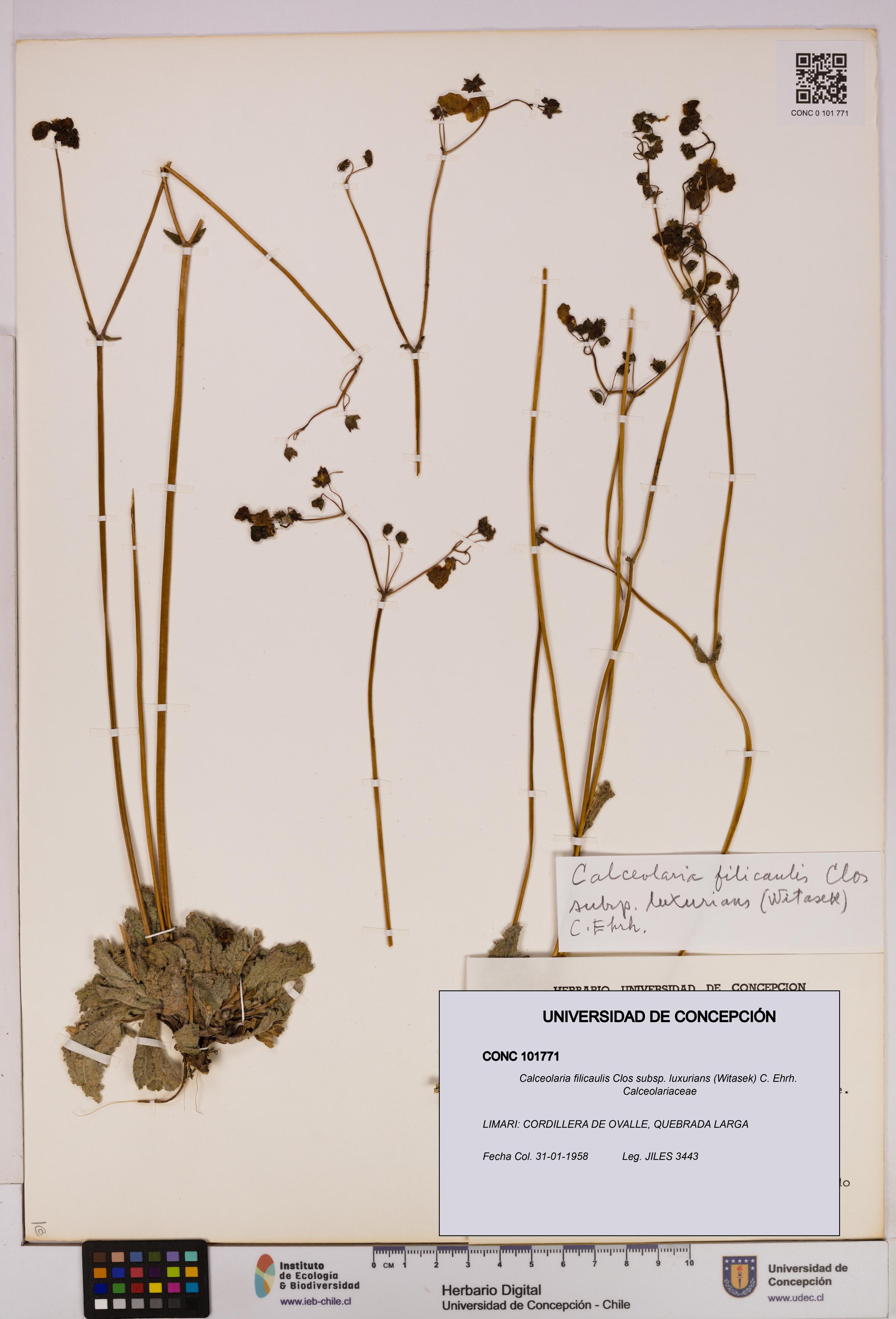 Calceolaria filicaulis [Espécimen: UDEC:CONC:0101771]
