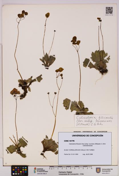 Calceolaria filicaulis [Espécimen: UDEC:CONC:0101776]