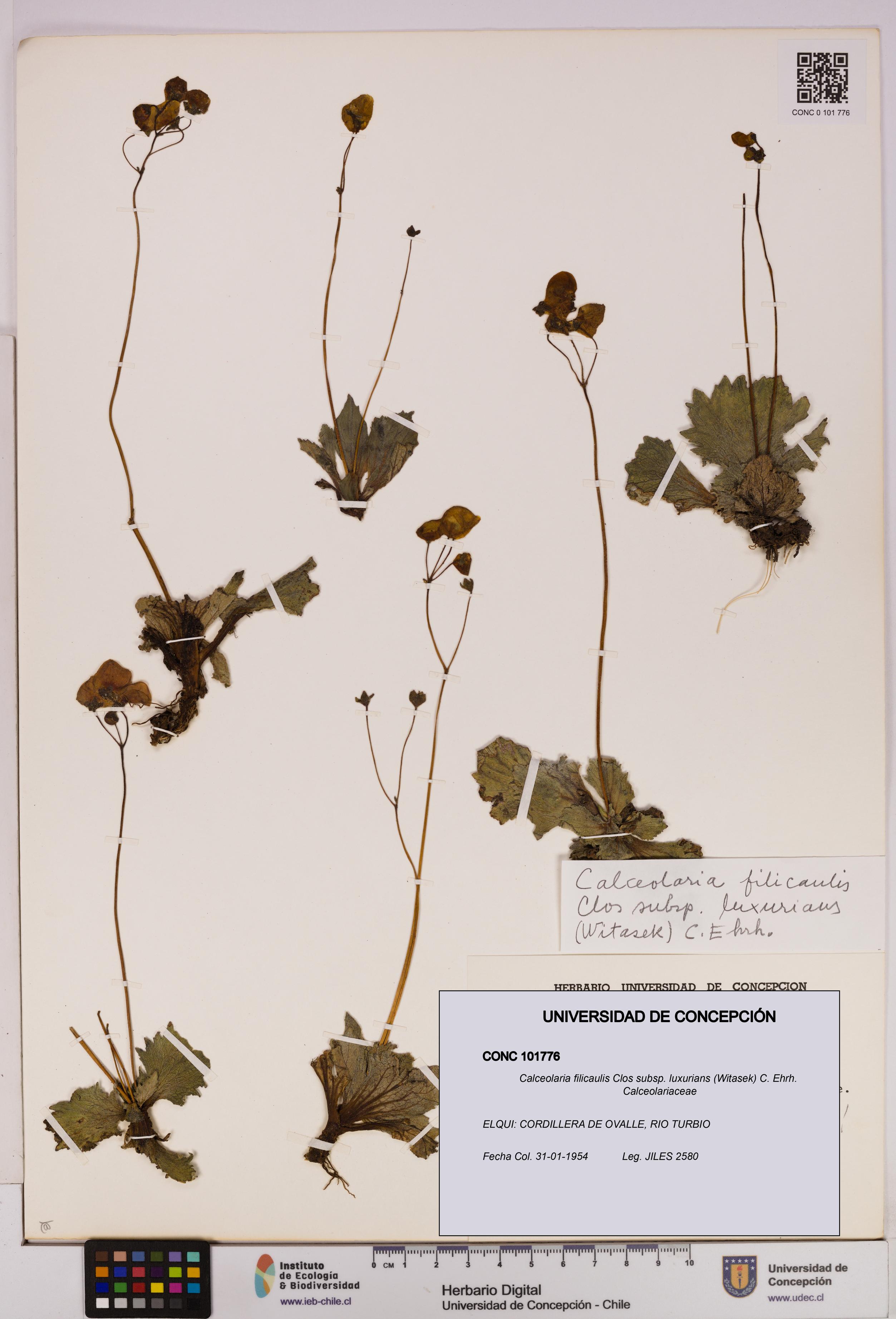 Calceolaria filicaulis [Espécimen: UDEC:CONC:0101776]