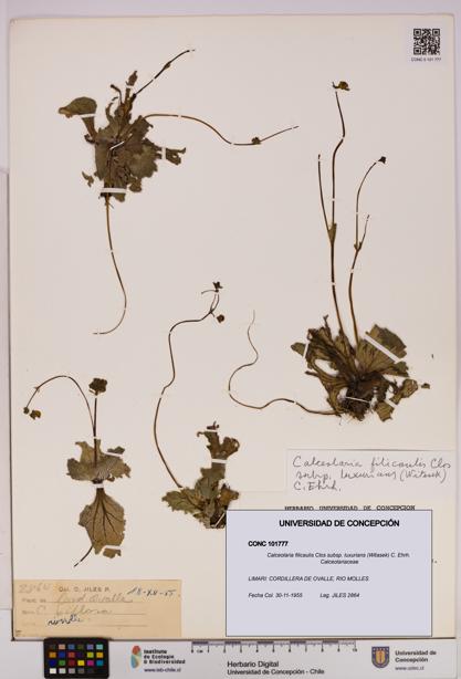 Calceolaria filicaulis [Espécimen: UDEC:CONC:0101777]