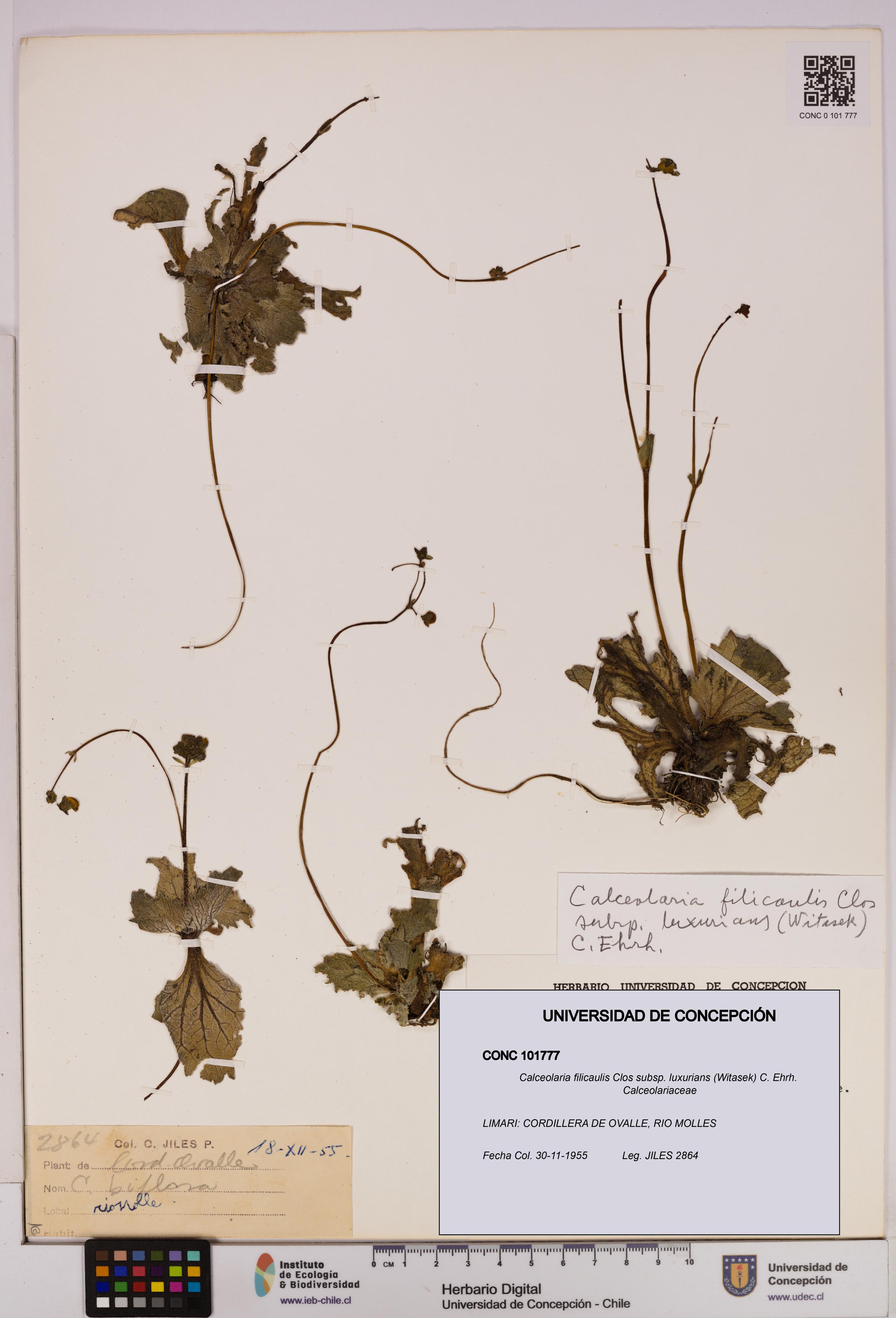 Calceolaria filicaulis [Espécimen: UDEC:CONC:0101777]