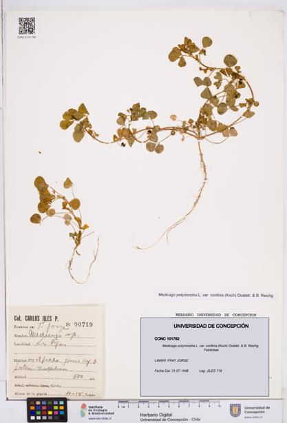 Medicago polymorpha var. confinis [Espécimen: ]