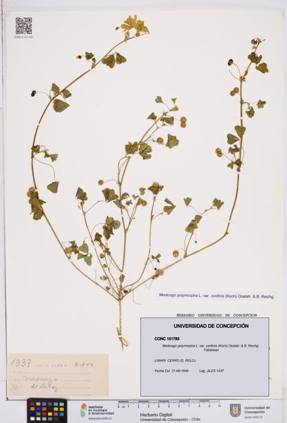 Medicago polymorpha var. confinis [Espécimen: ]