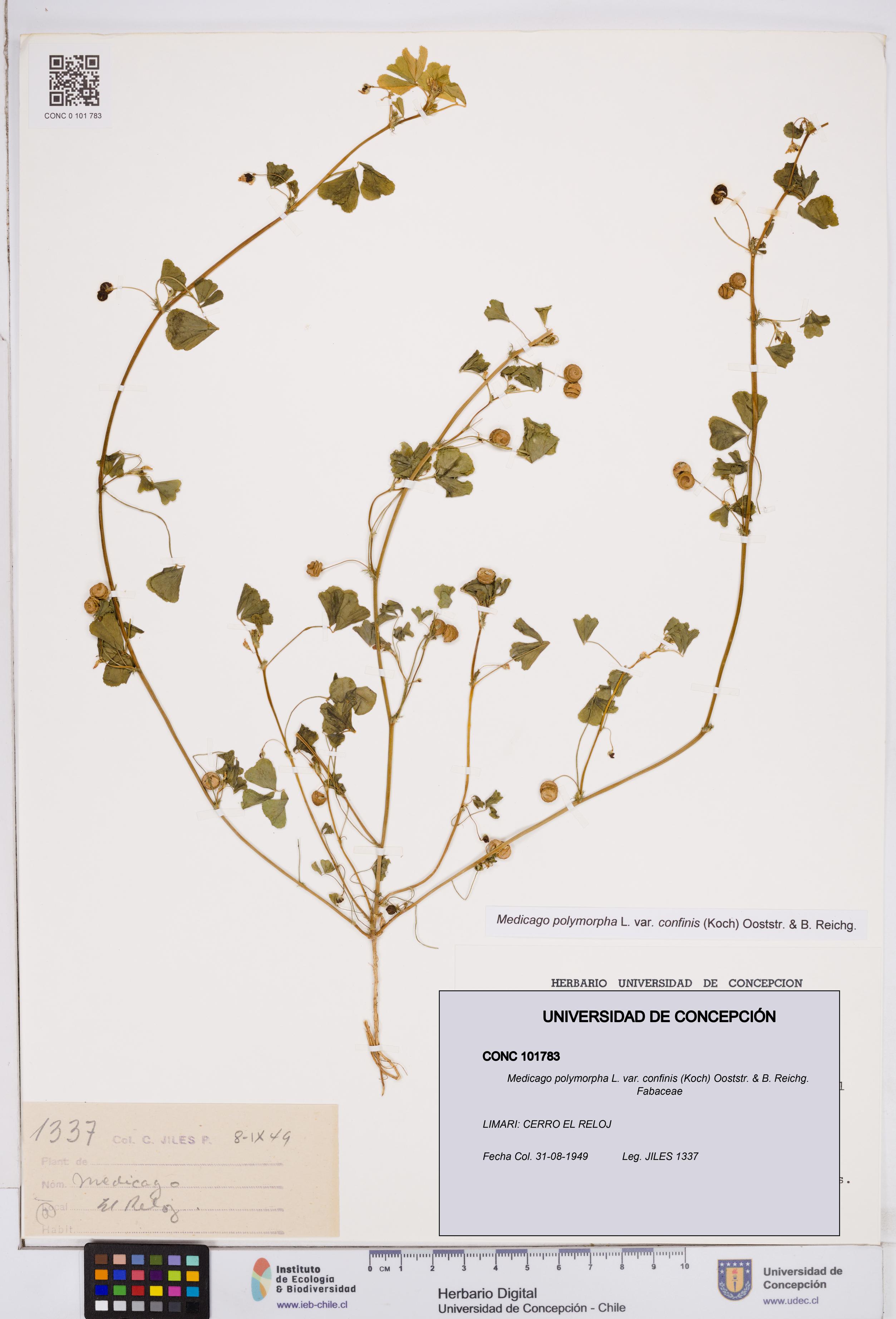 Medicago polymorpha var. confinis [Espécimen: ]