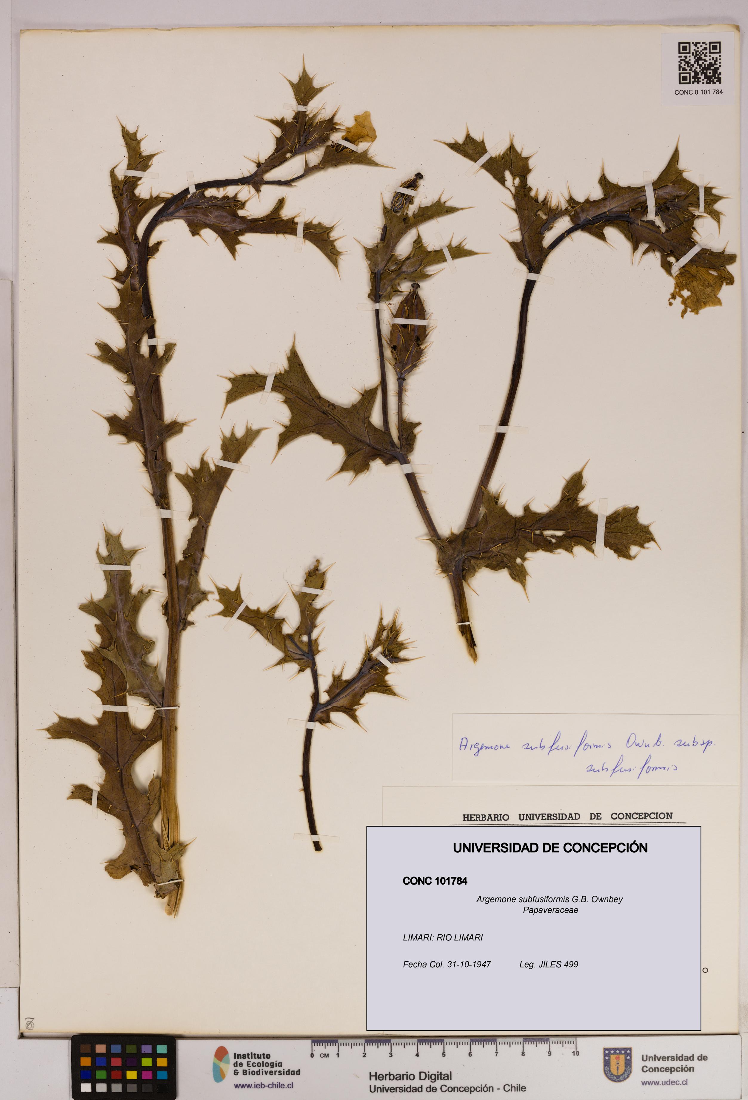 Argemone subfusiformis [Espécimen: UDEC:CONC:0101784]