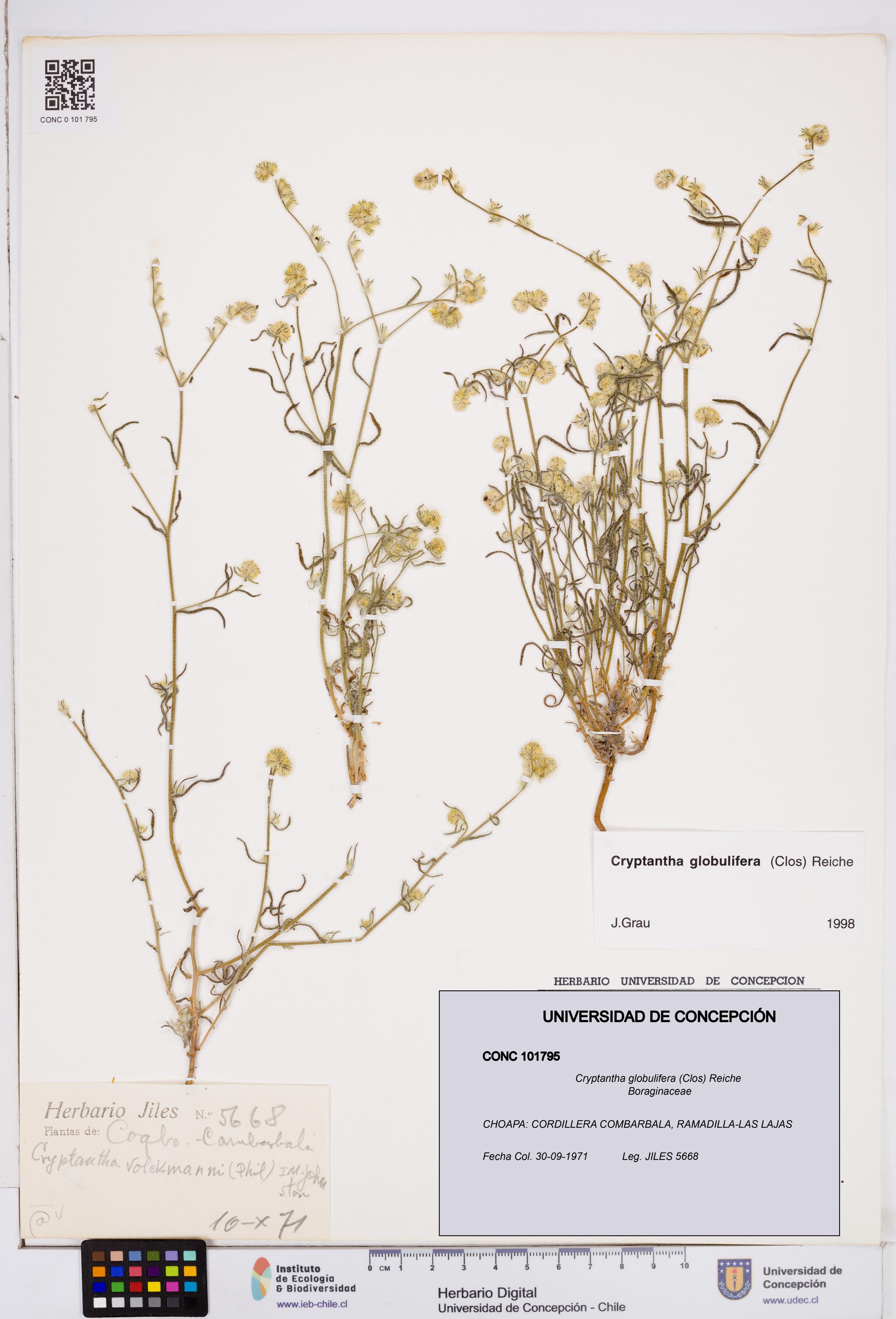 Cryptantha globulifera [Espécimen: ]