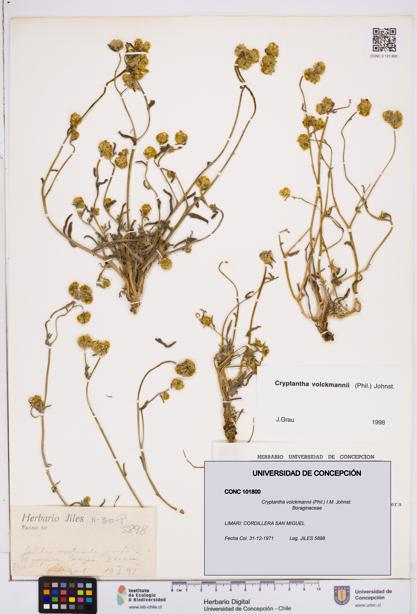 Cryptantha volckmannii [Espécimen: ]