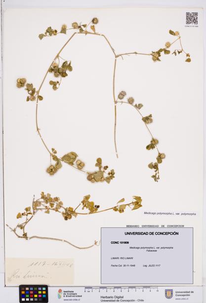 Medicago polymorpha var. polymorpha [Espécimen: ]