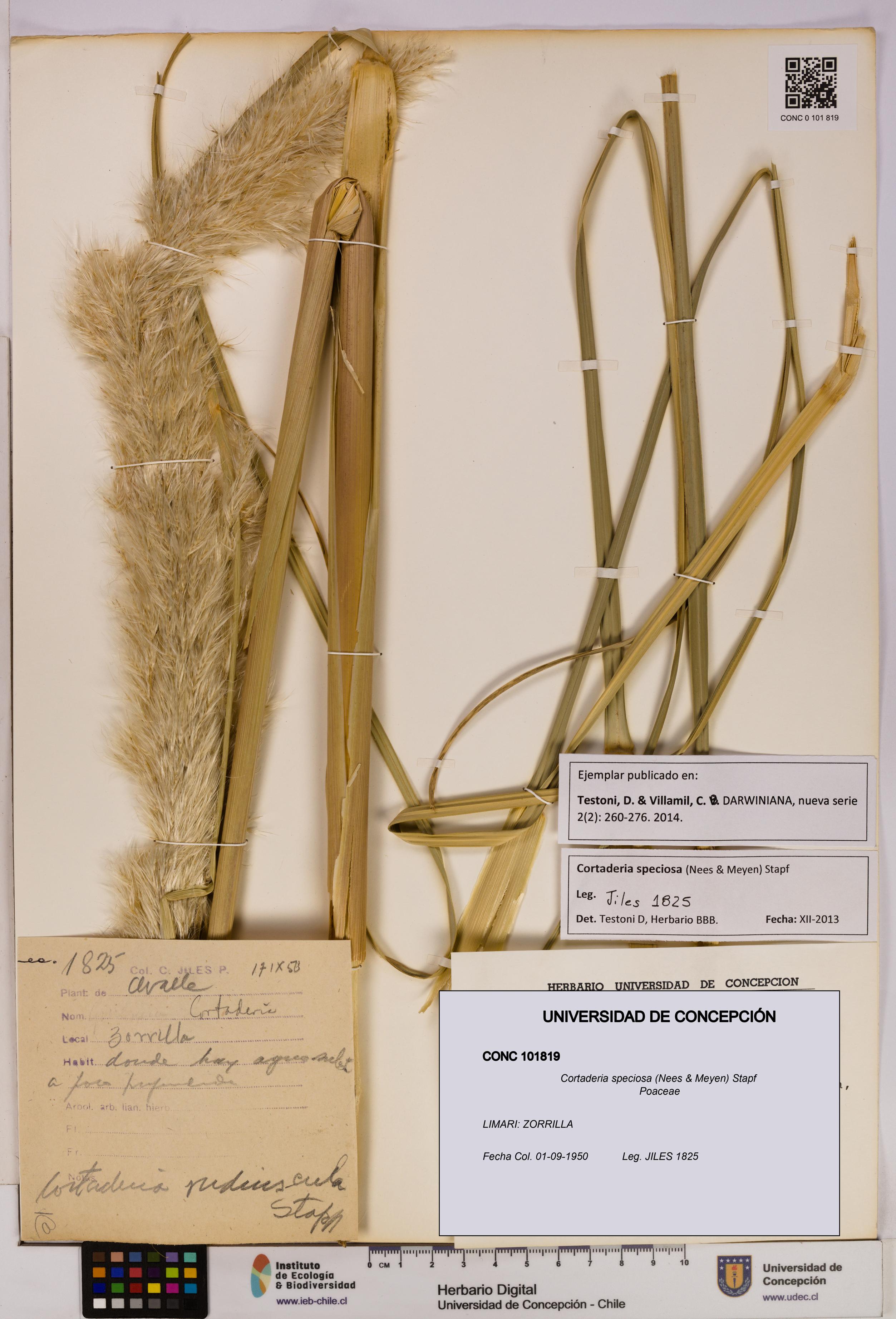 Cortaderia speciosa [Espécimen: UDEC:CONC:0101819]