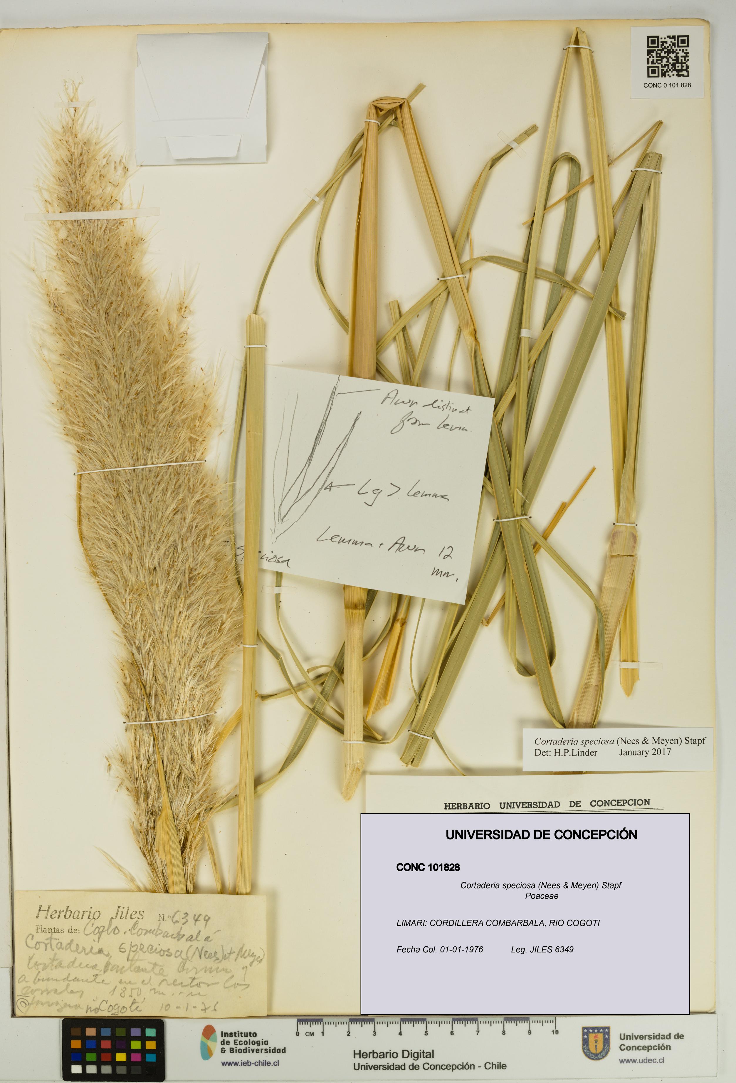 Cortaderia speciosa [Espécimen: UDEC:CONC:0101828]