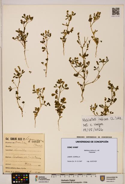 Melilotus indicus [Espécimen: UDEC:CONC:0101837]