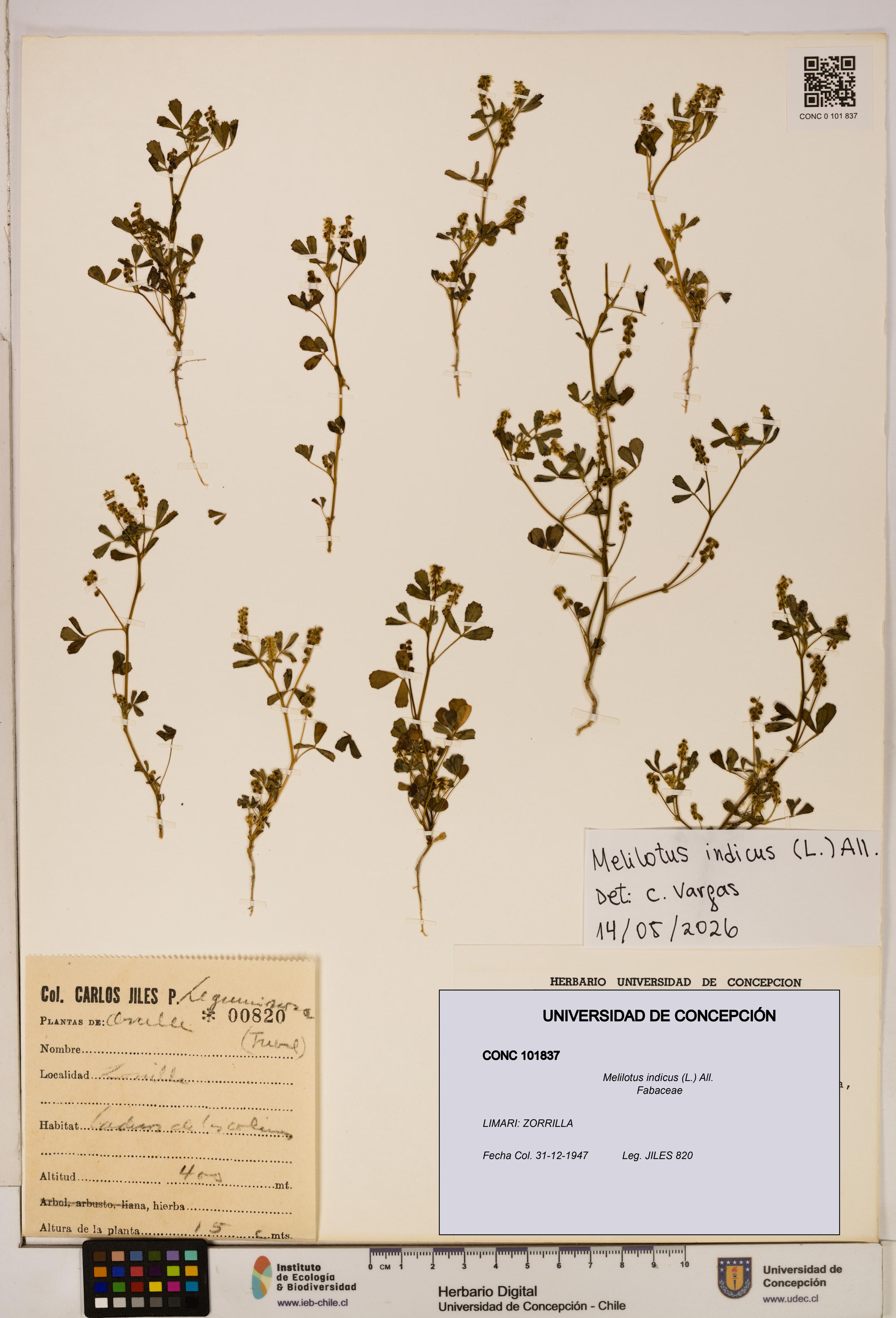 Melilotus indicus [Espécimen: UDEC:CONC:0101837]
