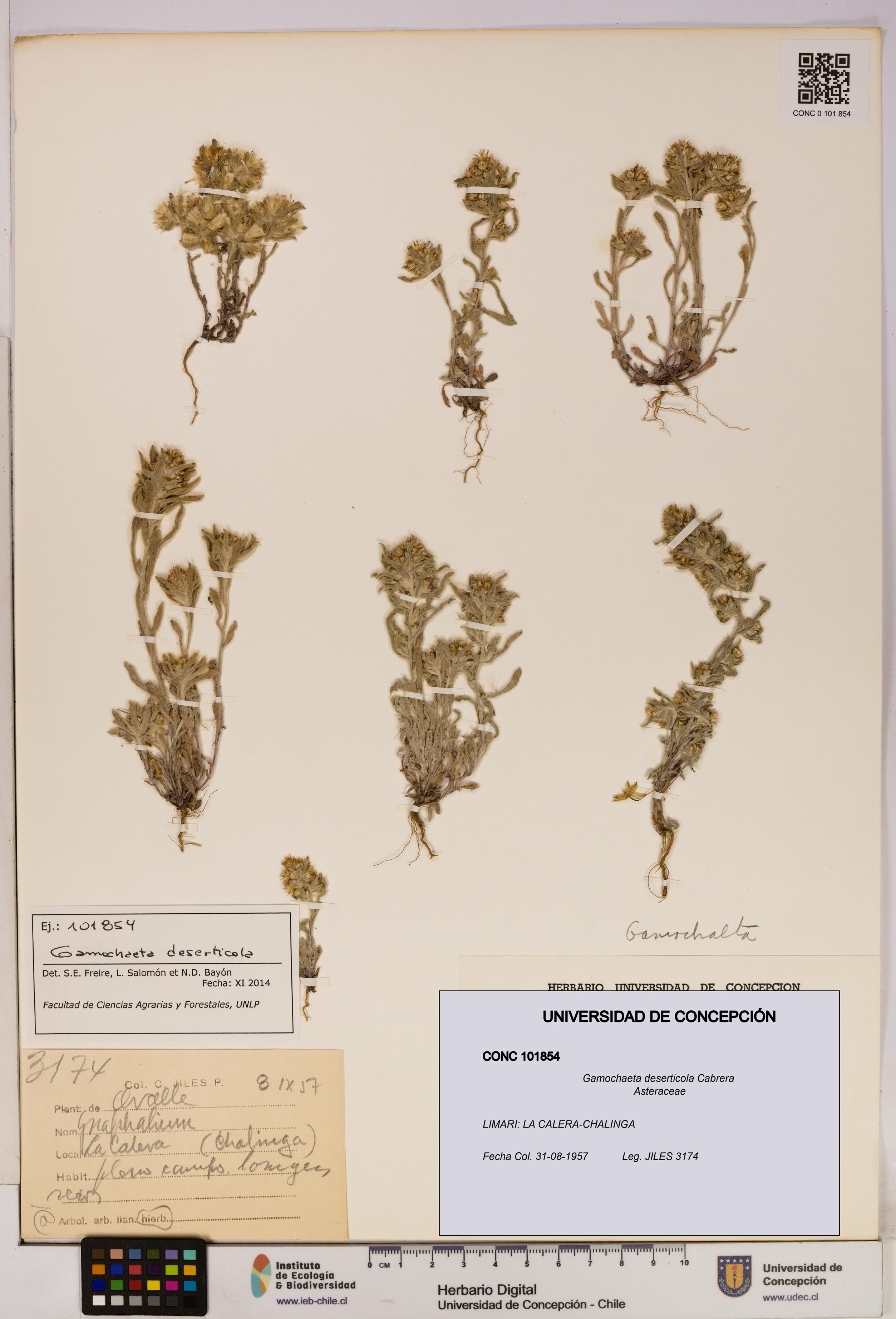 Gamochaeta deserticola [Espécimen: UDEC:CONC:0101854]