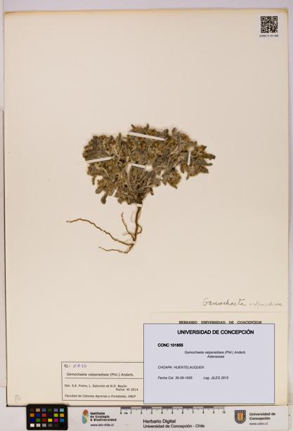 Gamochaeta valparadisea [Espécimen: UDEC:CONC:0101855]