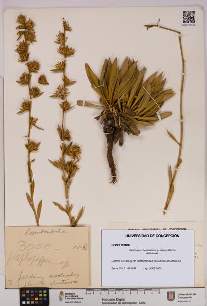 Haplopappus bezanillanus [Espécimen: UDEC:CONC:0101866]
