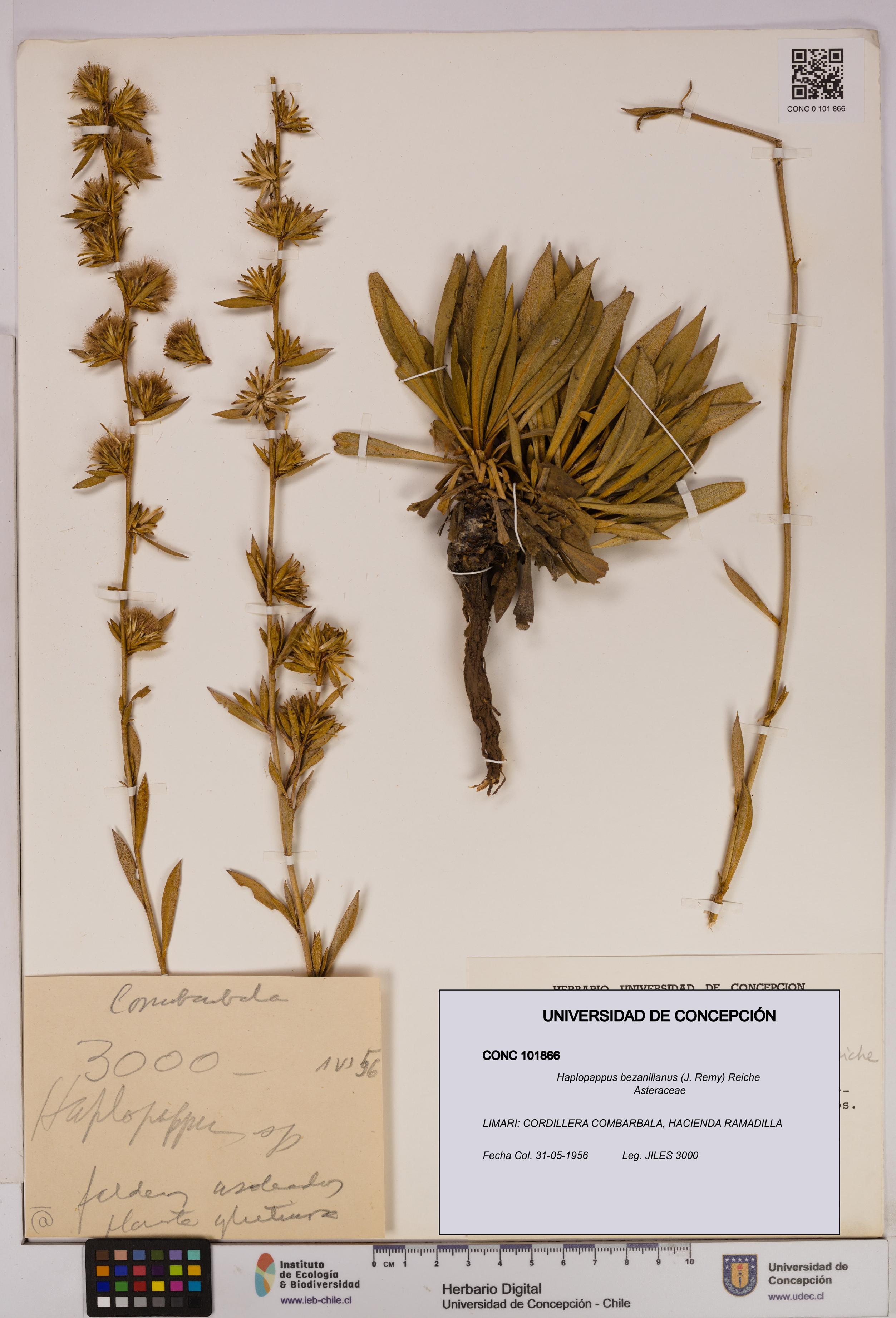 Haplopappus bezanillanus [Espécimen: UDEC:CONC:0101866]