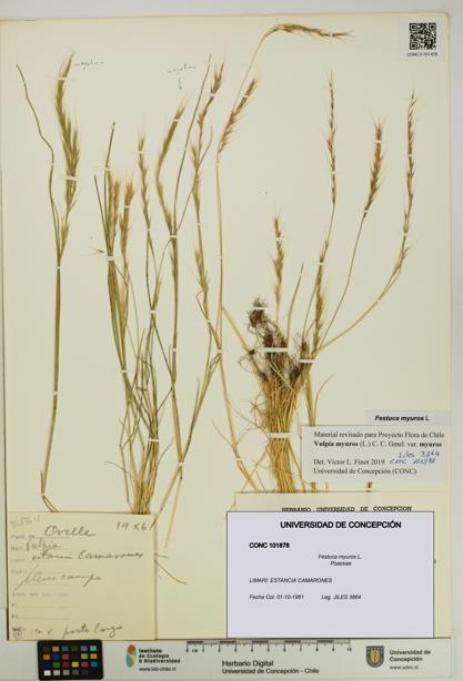 Festuca myuros [Espécimen: UDEC:CONC:0101878]