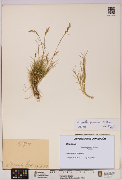 Nassella pungens [Espécimen: UDEC:CONC:0101885]