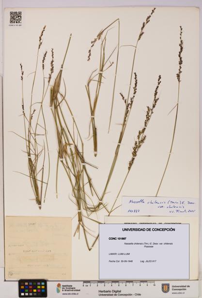 Nassella chilensis [Espécimen: UDEC:CONC:0101887]