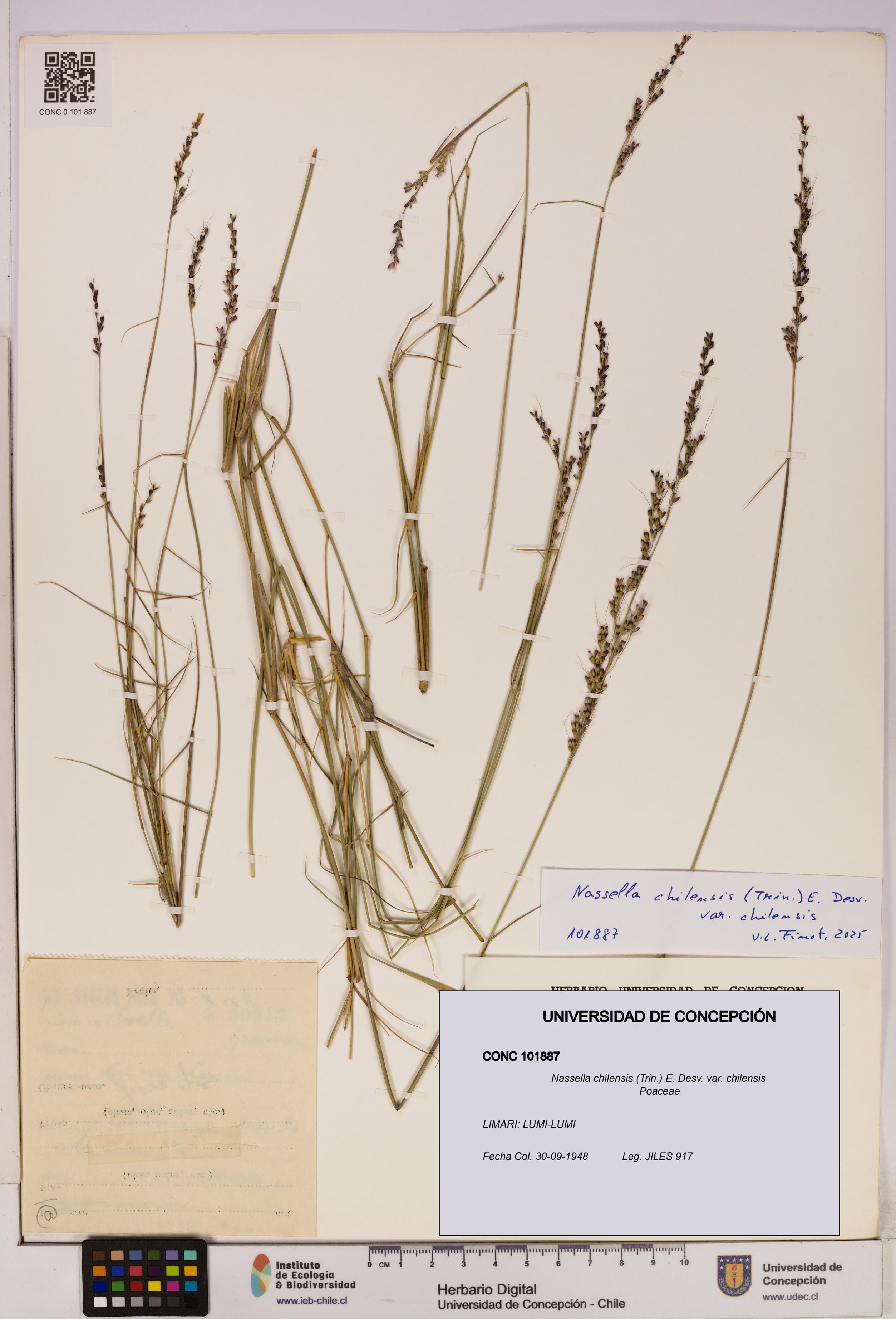 Nassella chilensis [Espécimen: UDEC:CONC:0101887]