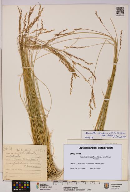 Nassella chilensis [Espécimen: UDEC:CONC:0101888]