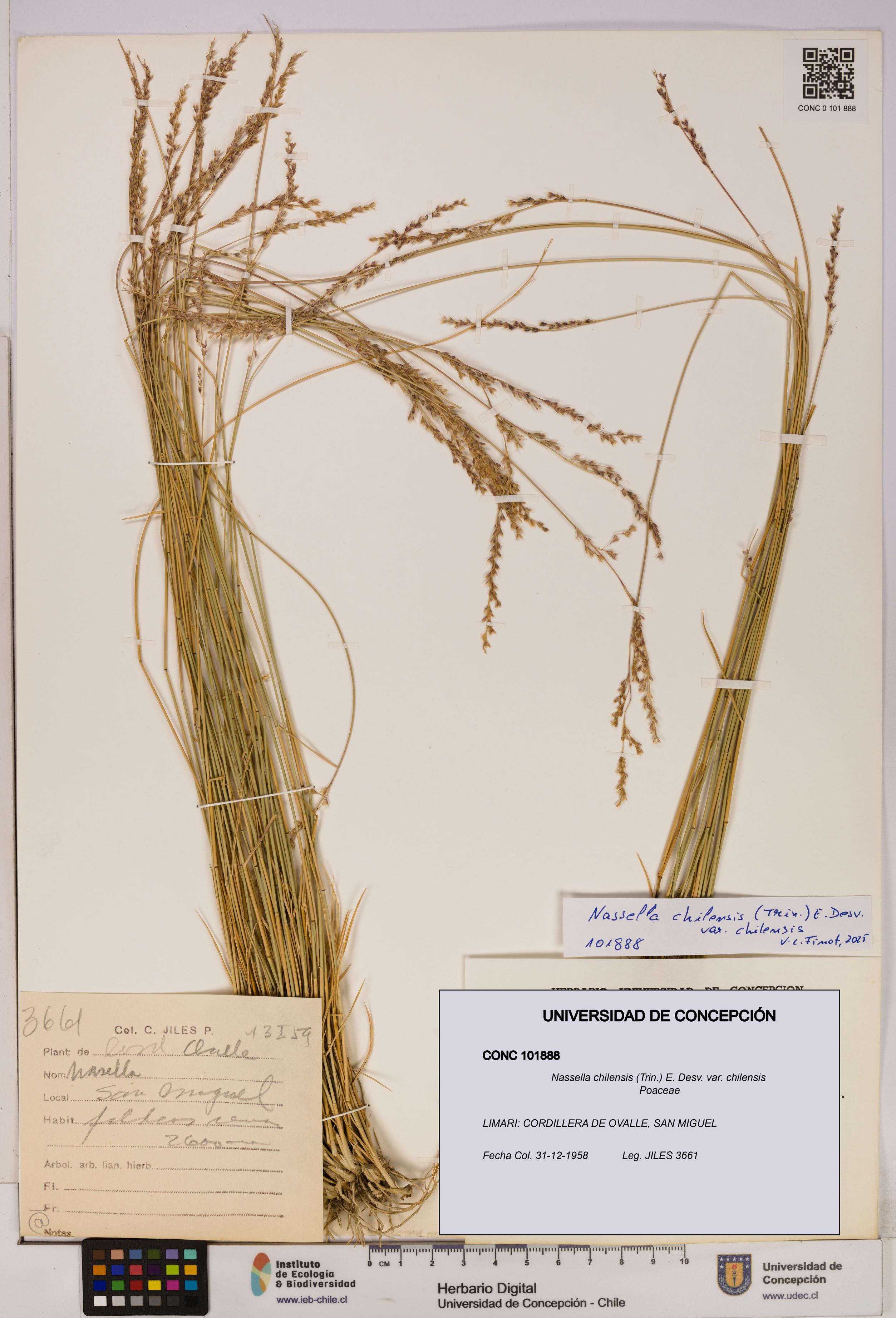 Nassella chilensis [Espécimen: UDEC:CONC:0101888]