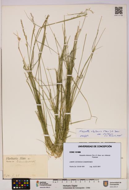 Nassella chilensis [Espécimen: UDEC:CONC:0101889]