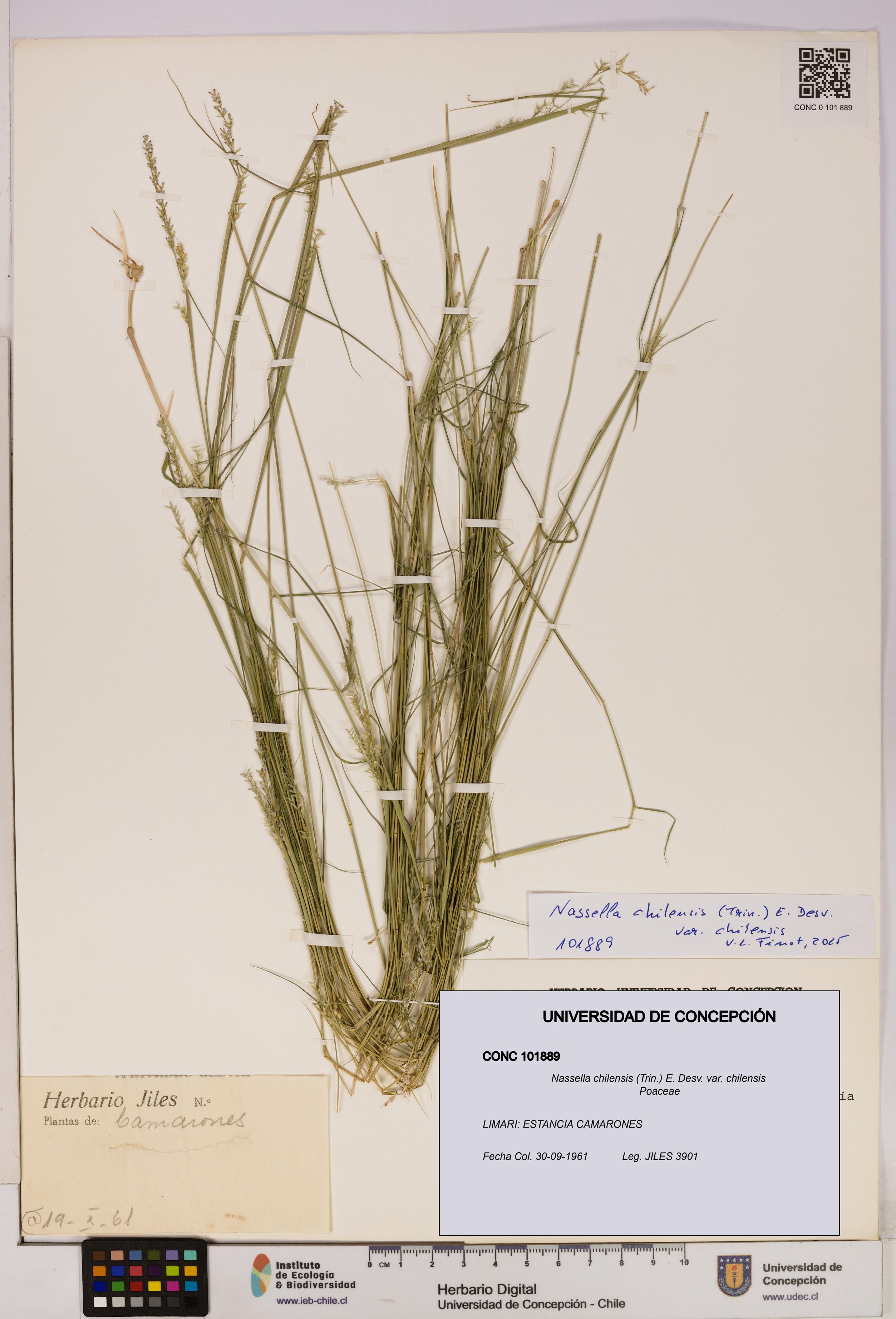 Nassella chilensis [Espécimen: UDEC:CONC:0101889]