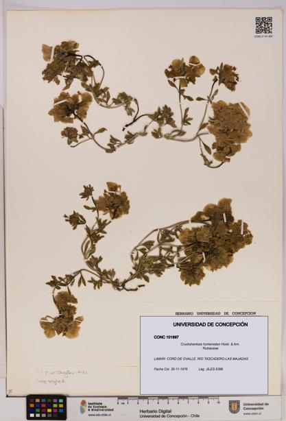 Cruckshanksia hymenodon [Espécimen: UDEC:CONC:0101897]