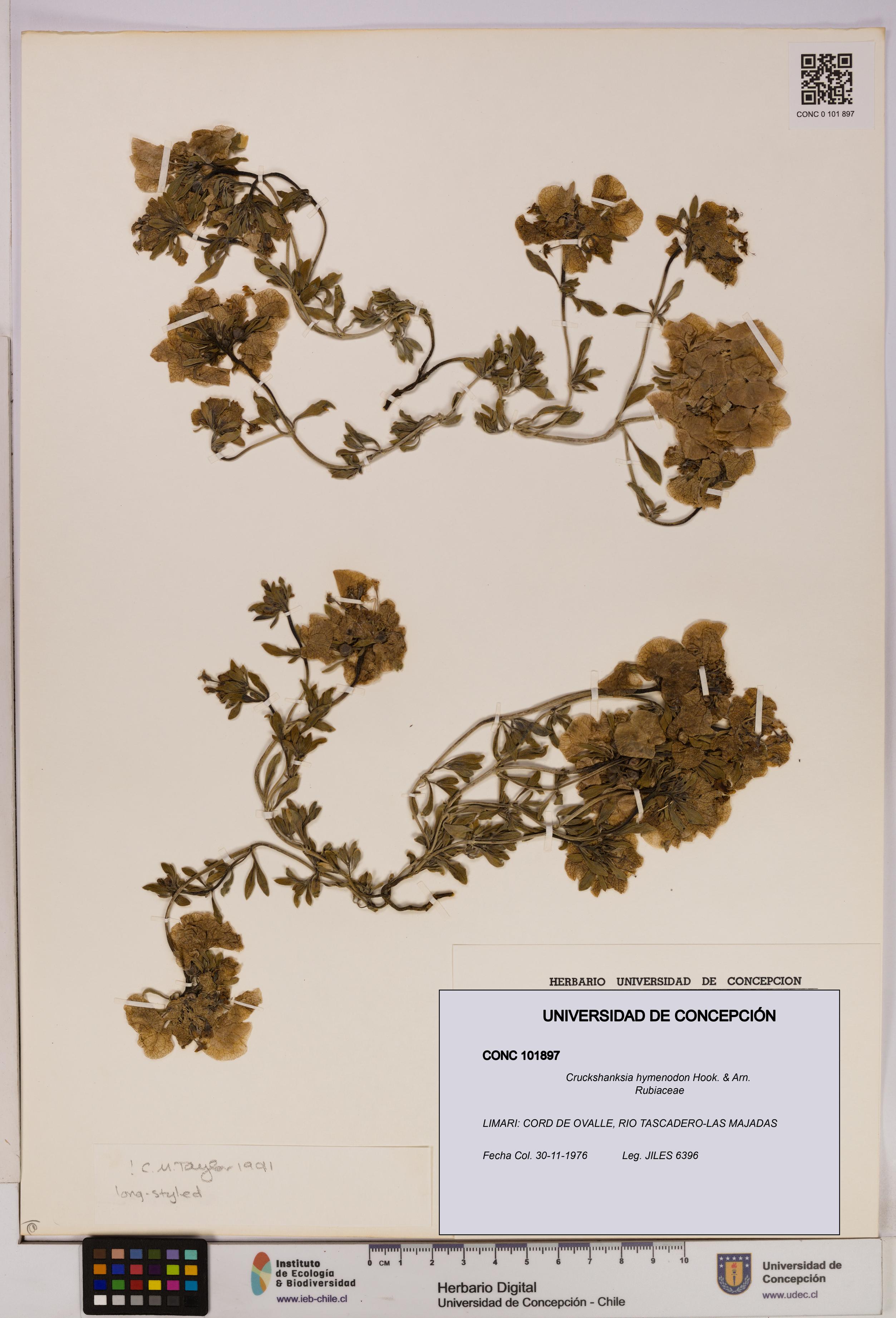 Cruckshanksia hymenodon [Espécimen: UDEC:CONC:0101897]